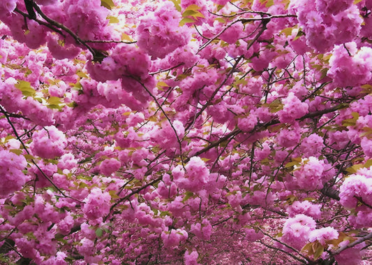 Cherry Blossoms Happy Birthday Ecard